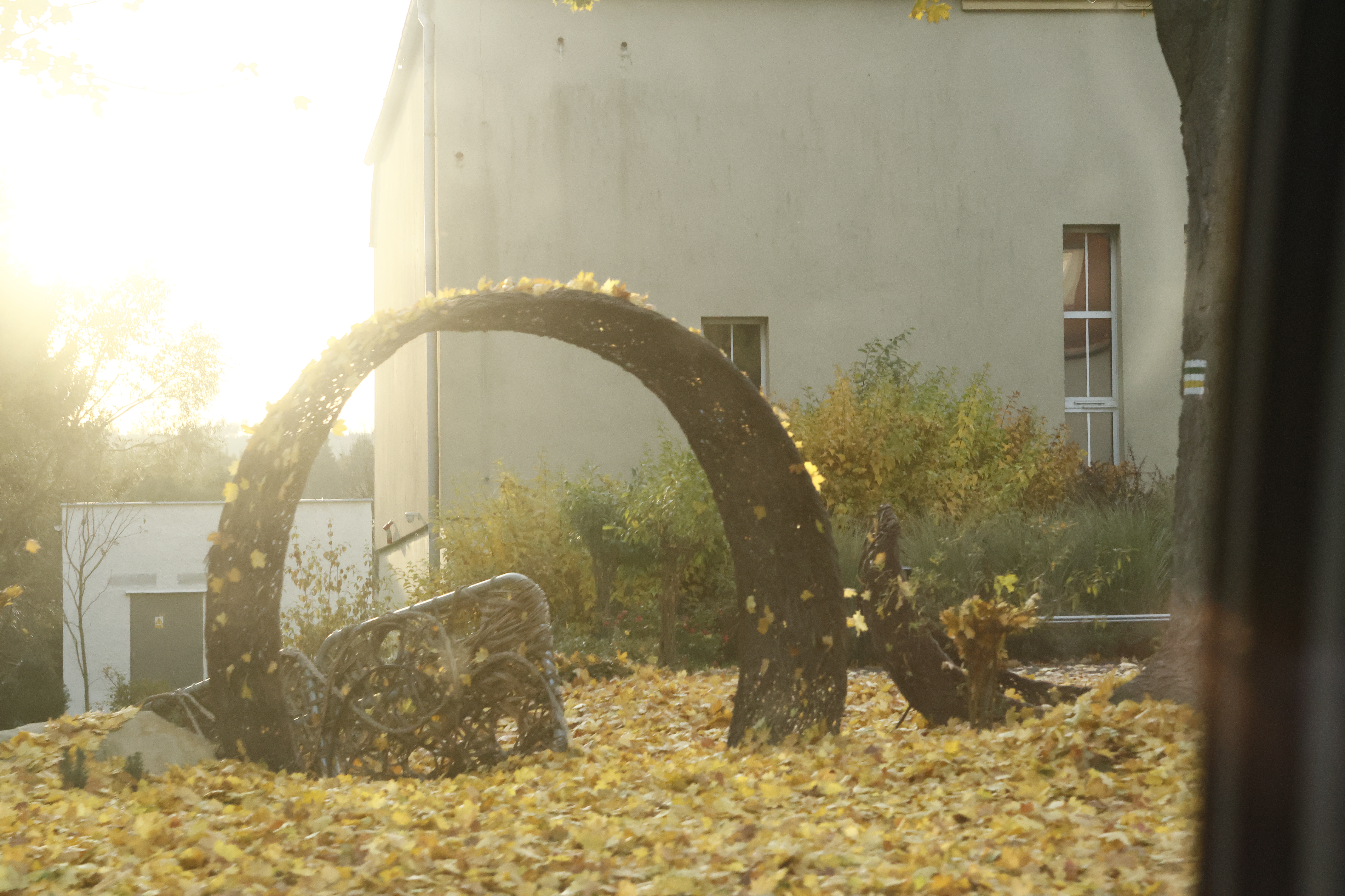 Jena Biotar 58mm f2.0 (wczesny, ~1953) (M42) - _I4A9633.JPG